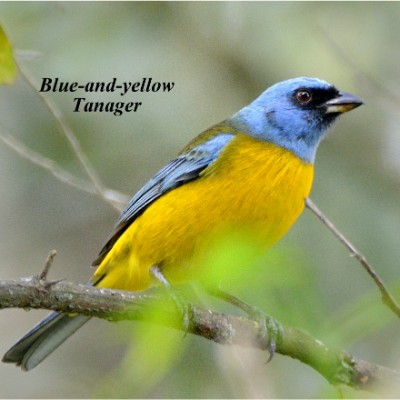 Blue-and-yellow Tanager